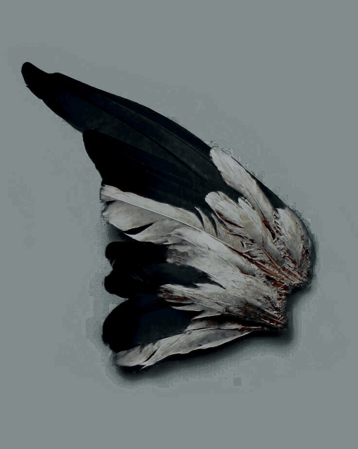 RcxTenebrae's tweet photo. ‍ ‍ ‍ ‍ ‍ ‍ ‍ ‍  

     𝓐zazel, godfather of 𝔀itches.
      𝓹rince           of                 𝓱ell. 
      #mvrp          ,         biblebased.
      english        &amp;&amp;           spanish.

‍ ‍ ‍ ‍ ‍ https://t.co/83BcUOLnwW
