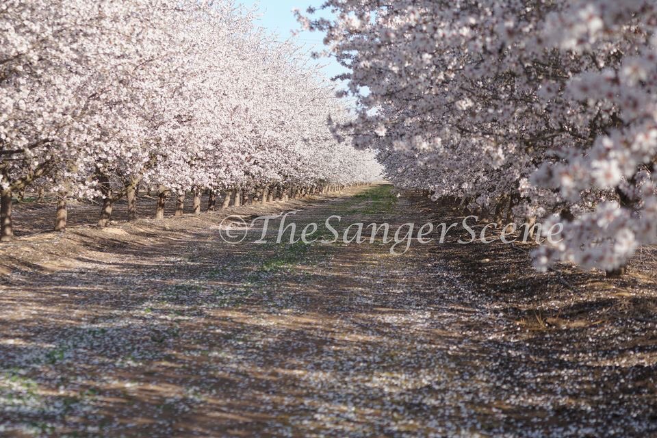 The Sanger Scene tweet media