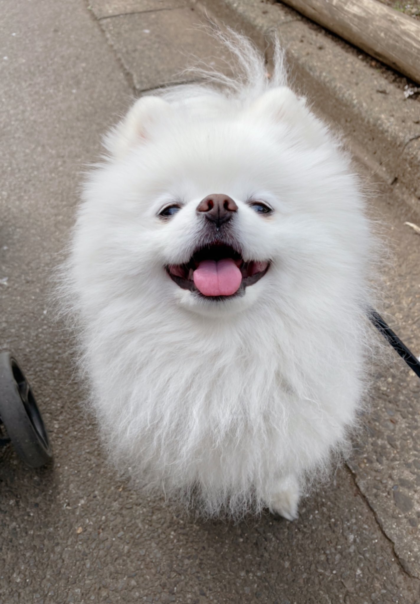 Twitter 上的 タレ目の犬 ポメラニアン めちゃくちゃいい笑顔撮れた T Co Bqmdbafdmh Twitter
