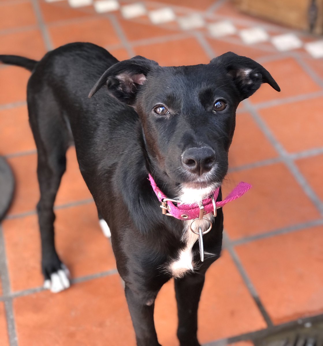 nacho_izaguirre's tweet photo. #Rosario ¡Lina busca hogar!
Hembra, 4 meses, va a ser tamaño mediano.
Para adopción responsable comunicarse con @DEJAND0HUELLAS !! https://t.co/fK1zFx85FG