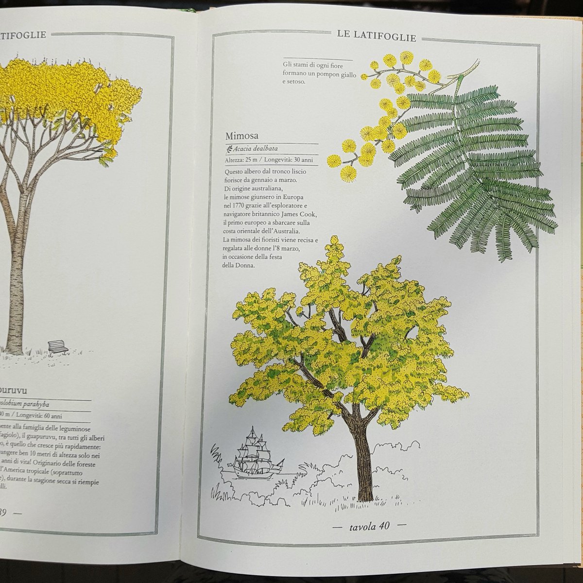 Foto del libro 'Inventario illustrato degli alberi', di Virginie Aladjidi e Emmanuelle Tchoukriel, ed. L'ippocampo Ragazzi
 
#ilfiorepoeta #inventario #inventarioillustratodeglialberi #alberi #trees #virginiealadjidi #emmanuelletchoukriel #ippocampoedizioni #ippocampo