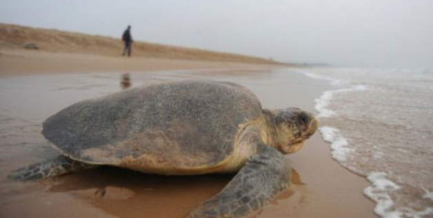 sammisomewhere's tweet photo. Thank you Dani Pope! Together we've supported 1 day of awareness program to protect sea turtles #businessforgood #b1g1 #businessgiving #buy1give1 #impact #joyofgiving https://t.co/ubIOQVAnMt