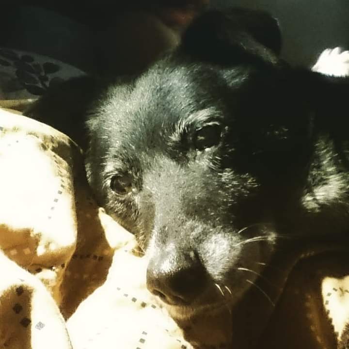 becausemilly's tweet photo. 11.01.2017 π Remember a day every day π π Repost π#becausemilly #lovemilly #bedtimemilly #goodnightmyangel #rescue #senior #alwaysloved #neverforgotten #dogsoftwitter https://t.co/52ohtEEUE6 πΎ https://t.co/pPvVoyy2bi