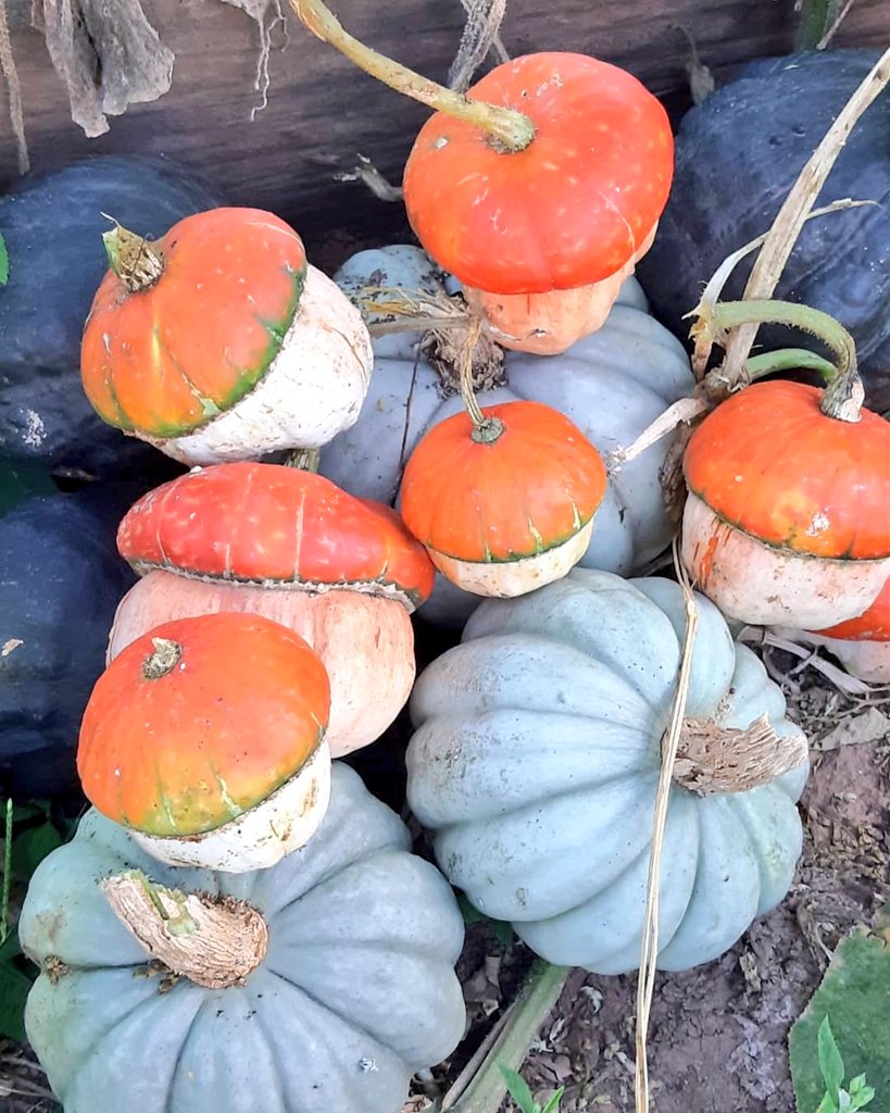 fotos_porai's tweet image. Andando e fotografando poraí! #colheita #morangas #coloridas