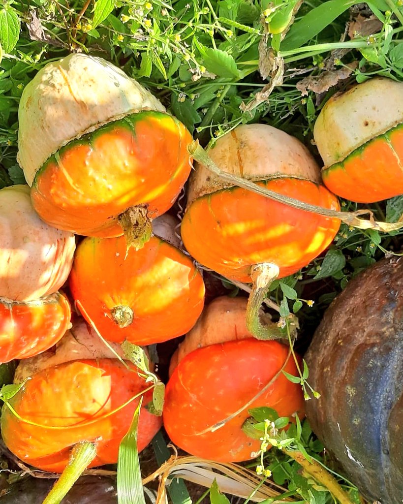 fotos_porai's tweet image. Andando e fotografando poraí! #colheita #morangas #coloridas #gostosas