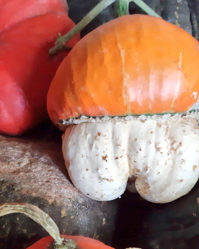 fotos_porai's tweet image. Andando e fotografando poraí! #colheita #morangas #coloridas #gostosas