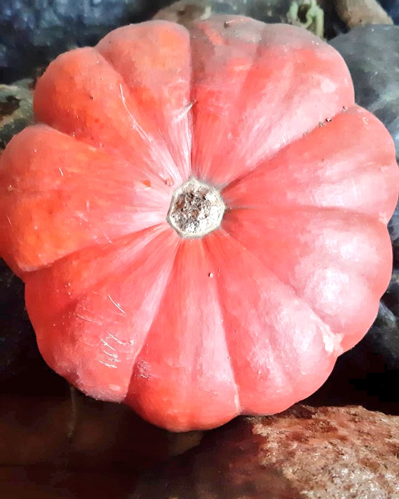 fotos_porai's tweet image. Andando e fotografando poraí! #colheita #morangas #coloridas #gostosas