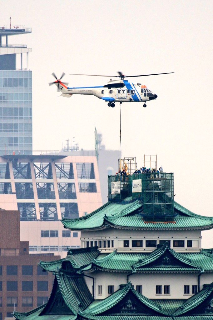 鯱 展示 金