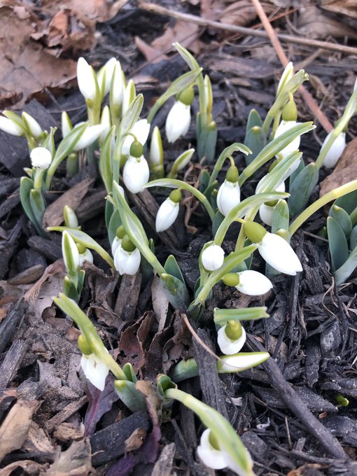 🌱first sign of spring🌱 https://t.co/5ZsJy0h9qp