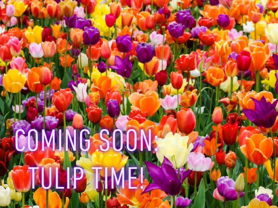 beautifydecatur's tweet image. #Spring2021 #DaysUntilSpring #SpringCountdown #tulips
