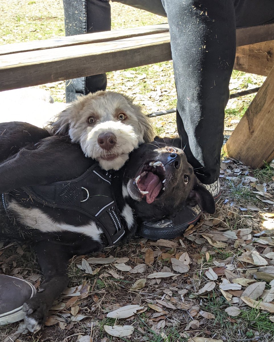 J Goldberg tweet media