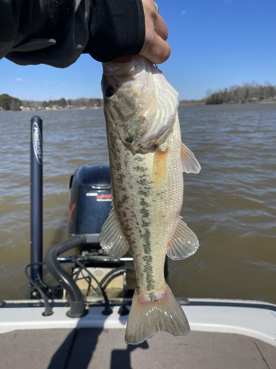 ebenton06's tweet photo. Finally I put some in the boat. High skies and a North wind wasn’t gonna whoop me. #flipping #ripnlips https://t.co/iZubonxcQE