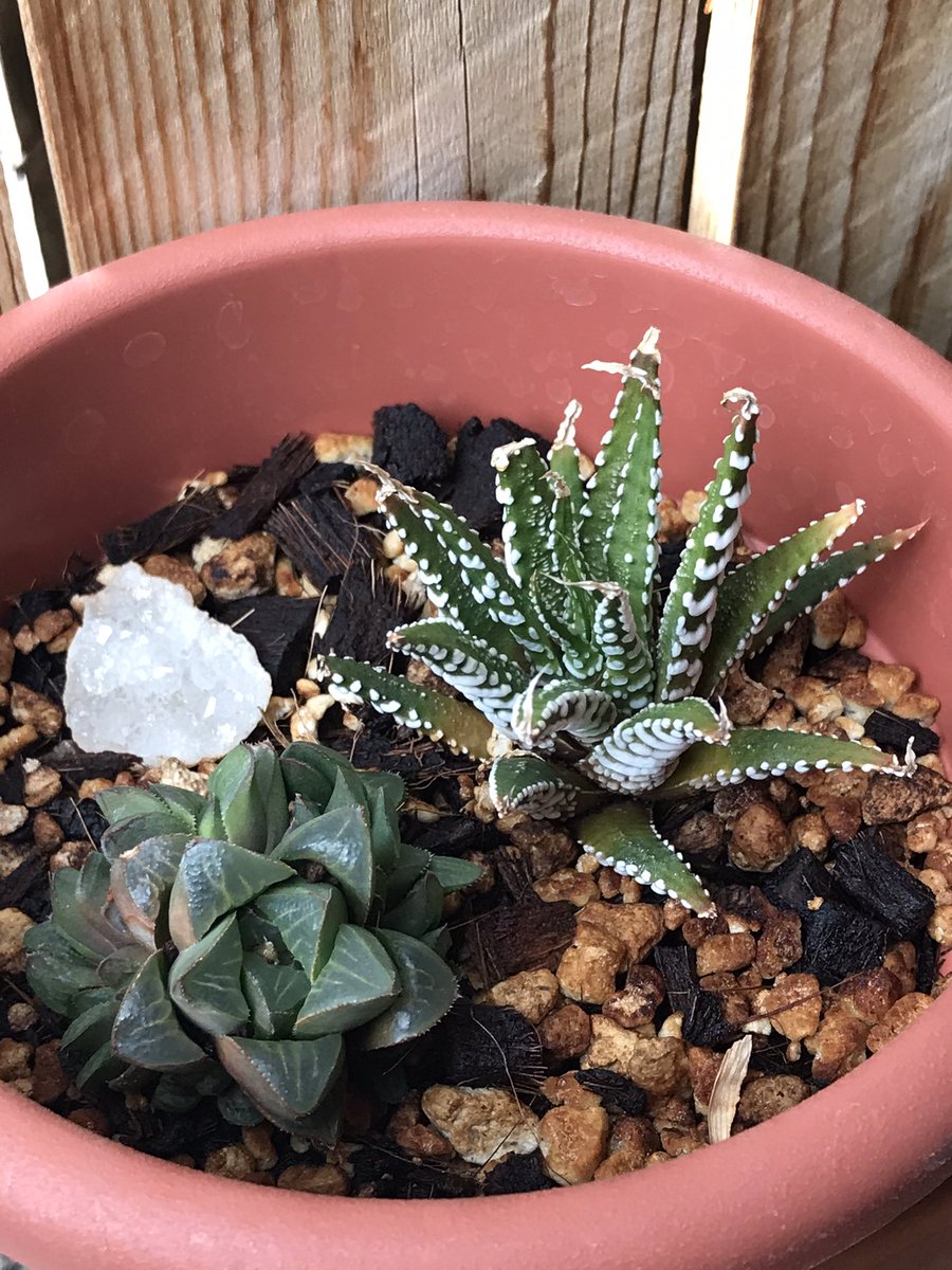 ElBattousai's tweet photo. What’s that, MORE you say??!! #Plants #StringOfBananas #Succulents https://t.co/643K4eUxKE