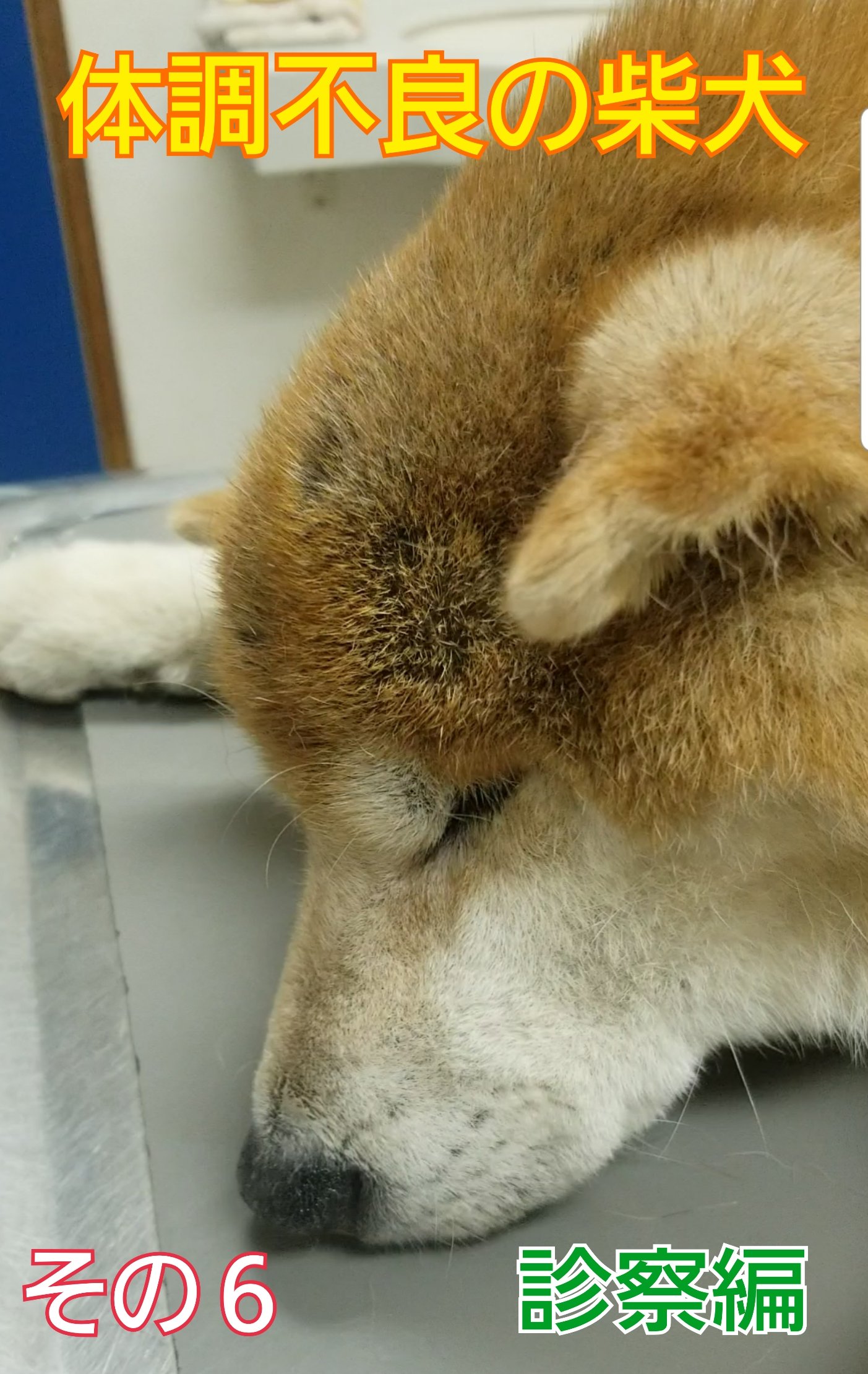 車椅子の柴犬チャチャの 毎日お散歩日記 体調不良の柴犬 その 抱っこ編 カートに乗っている間は うつ伏せ の状態です 寝ている姿勢と同じなので イヤなのかな と思い それからは 抱っこをして 近所や庭を歩いて回る 散歩をするようにしま