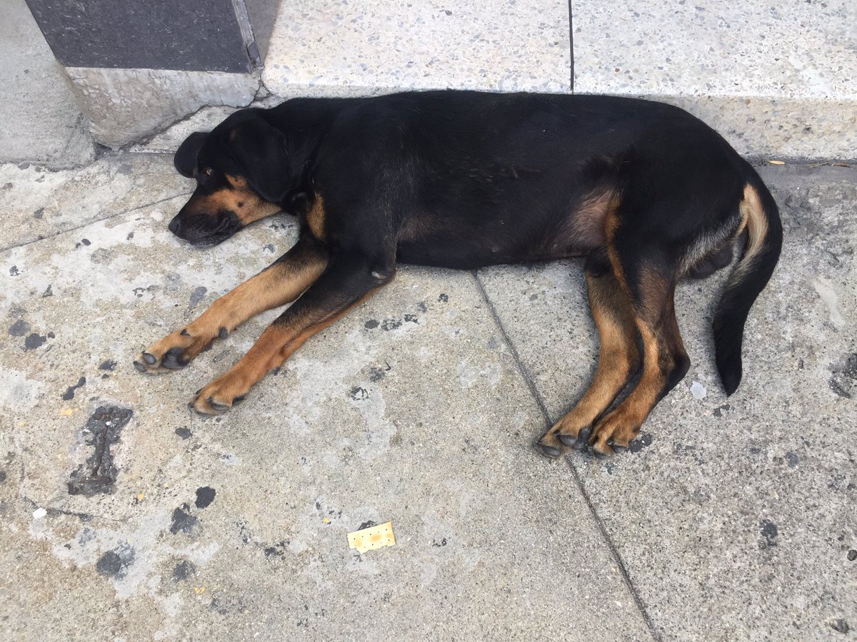 lizzybennet77's tweet photo. Un señor vio cómo lanzaron de un carro a este perrito. Estuvo corriendo mucho atrás del carro pero se cansó y llegó al estacionamiento del centro clínico en Mérida. Ha tomado mucha agua y dormido, casi no come. Tiene una patita lastimada y las almohadillas hinchadas. https://t.co/nsrdAmpaoc