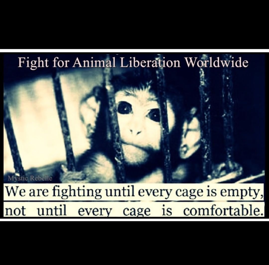 ANIMAL & EARTH LIBERATION WORLDWIDE ✊🌍🐾💚🍉🕊 tweet media