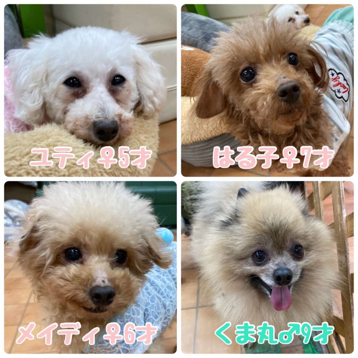 WanWanWan8611's tweet photo. 本日のふれあい＆里親募集中のメンバーです🌷
昨日はコタロウくん、フォーリアくんに素敵な家族が決まりました✨
ふれあいのみ、ドッグランのご利用もお待ちしてます🐾
ご来店の際はアルコール消毒、マスクの着用をお願いいたします🙏
#保護犬パーク #里親募集中　#ラブファイブ https://t.co/UZZyghXDQw