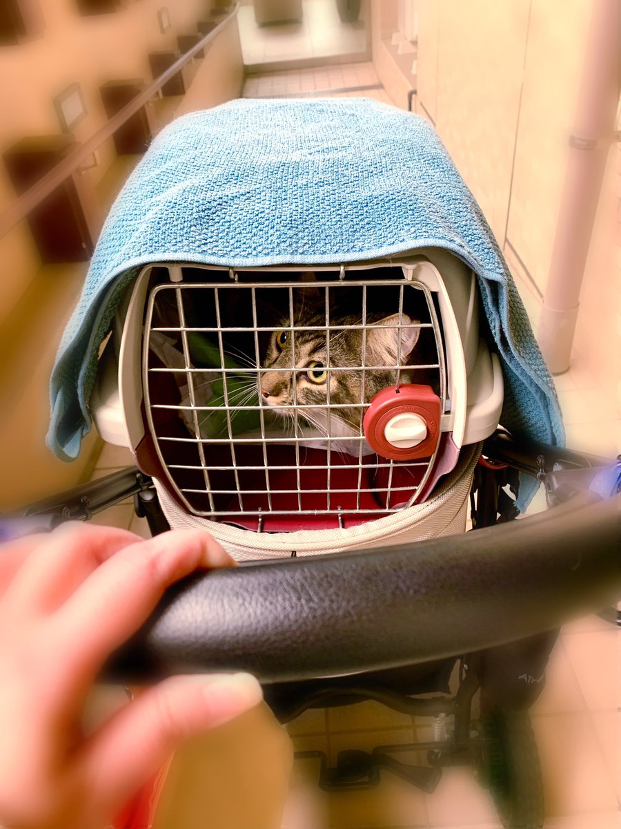 かふか 猫アイコンに反応中 Kurkafu Cha Twitter