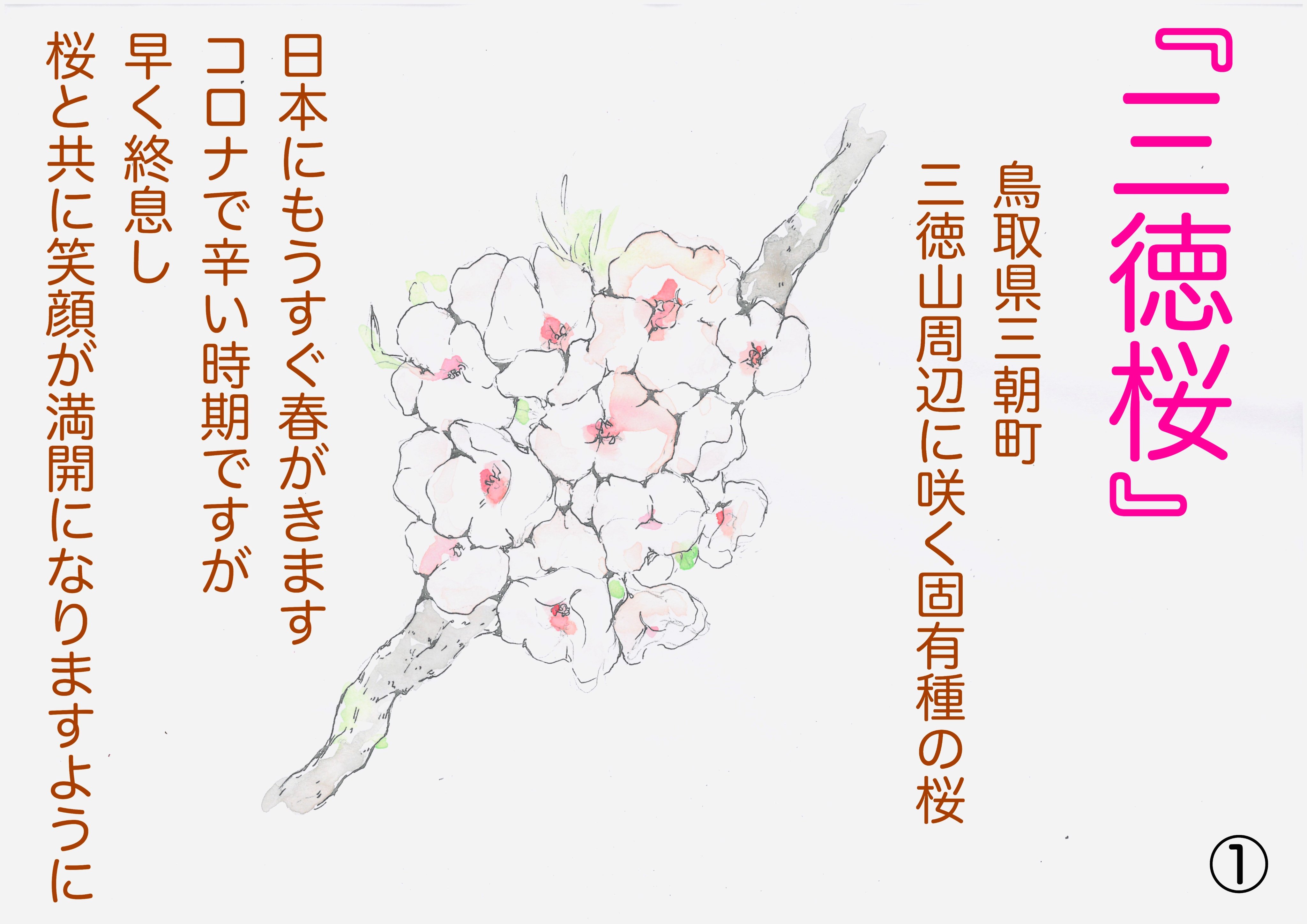 三朝温泉 みささ 旅館 万翆楼 公式 三朝温泉 三徳山三佛寺 三徳桜 花粉症の人と繋がりたい 春はすぐそこ T Co Kkafugthmt Twitter