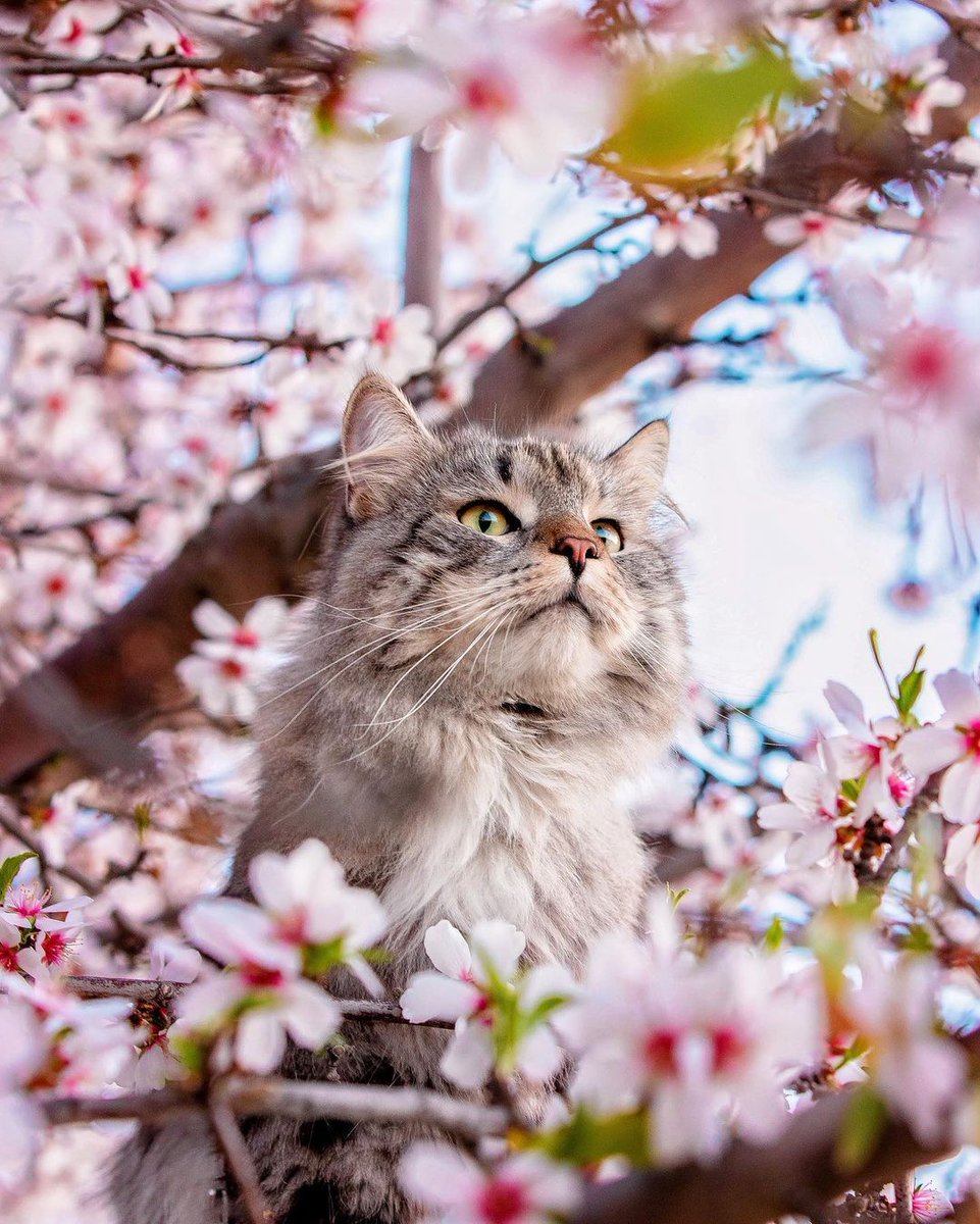 Meowed's tweet image. From sterlingsilvercat

A floof among the flowers 🌸

#meowed #meowedofficial #TheMeowedClub