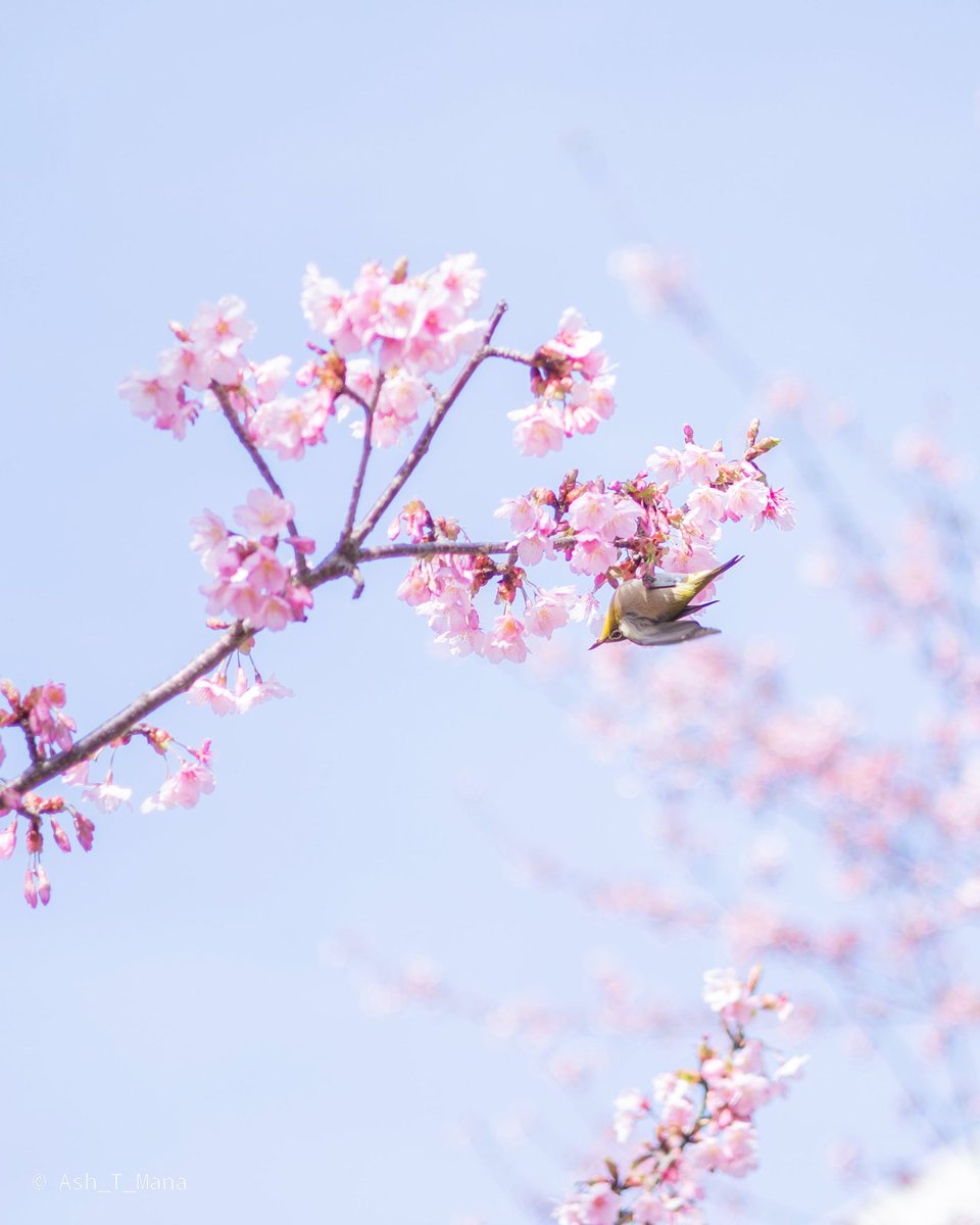 Ash T Mana 桜の実 ほら 見てごらん 桜にあんなにたわわに それメジロちゃんや O メジロ ちゃんかわいいよメジロちゃん え 同じロケーションの写真ばかり D だって可愛いんだもんよ メジロ 桜 修善寺寒桜 Eosr6