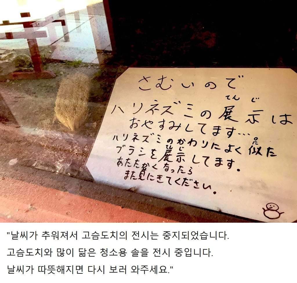 고슴도치를 보러갔더니