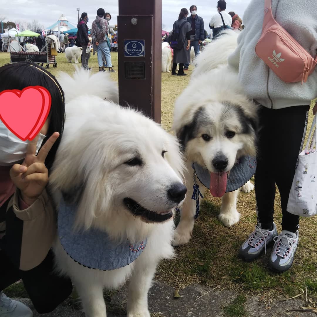 ゴールデンjay Ed ママ 昨日の木曽川ワンマルシェ 大好きなピレニーズの大群でモフモフ楽園でした いつか飼ってみたい犬種no 1 木曽川ワンマルシェ ゴールデンレトリバー モフモフ天国 大型犬 超大型犬 可愛いワンちゃん 犬好きな人と