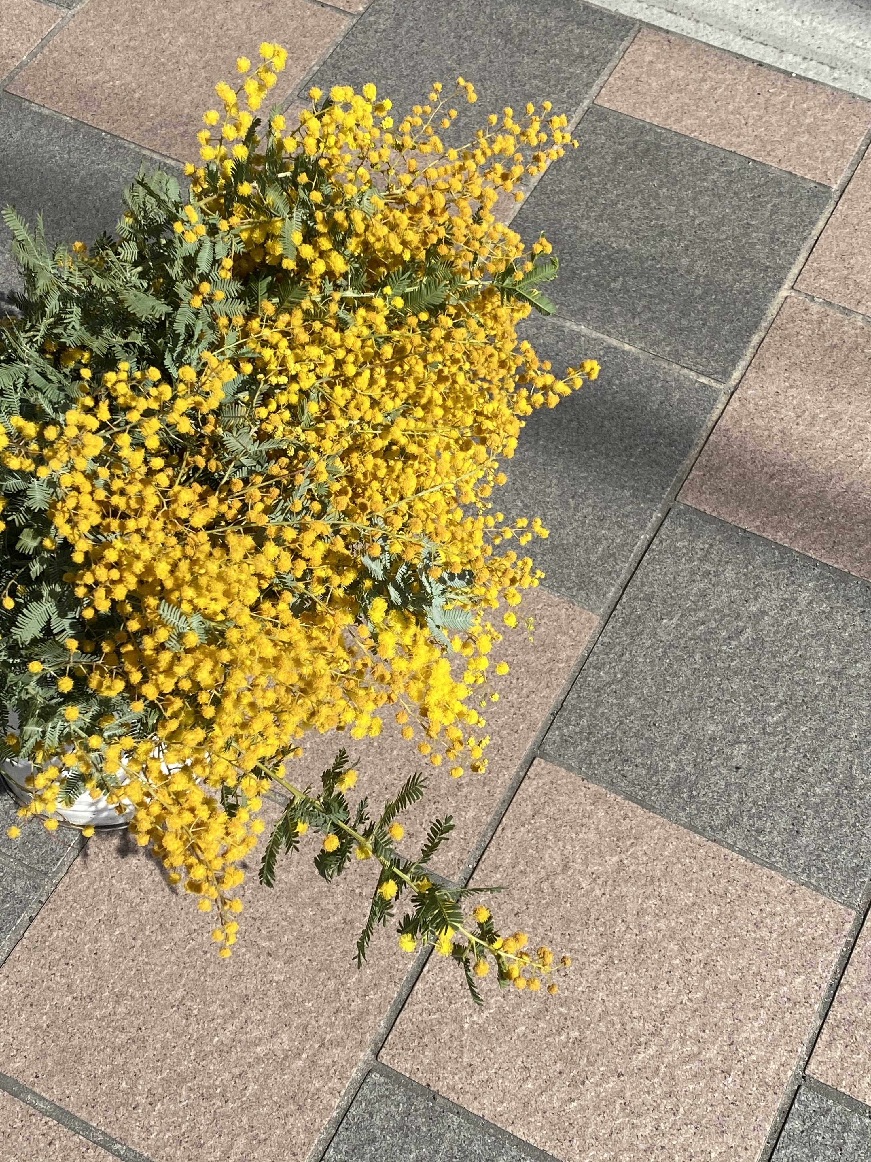 森川花園 9gtjprxjlpmri08 Twitter
