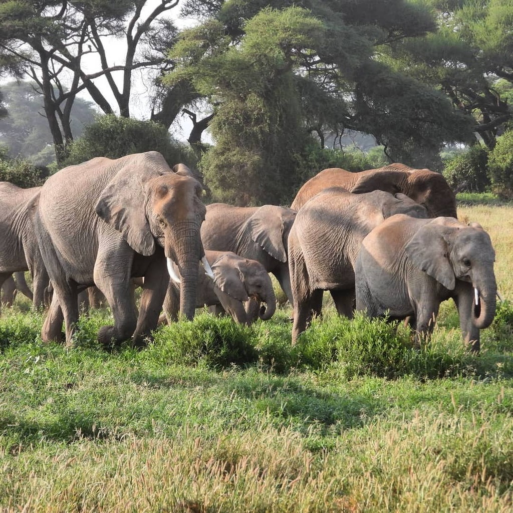Robtheranger's tweet photo. Amboseli #elephant herd on their way to the swamps
#nowfilming
#zebraplainsmoments
#zebraplainscollection
#zebraplainsamboseli
.
.
.
.
.
#elephantsofinstagram #instaelephant #animalpolis #africanimals #africansafari #kenyansafari #ig_africa #igscwildlife… https://t.co/T6NW8NXlQl https://t.co/xKuO42rktw
