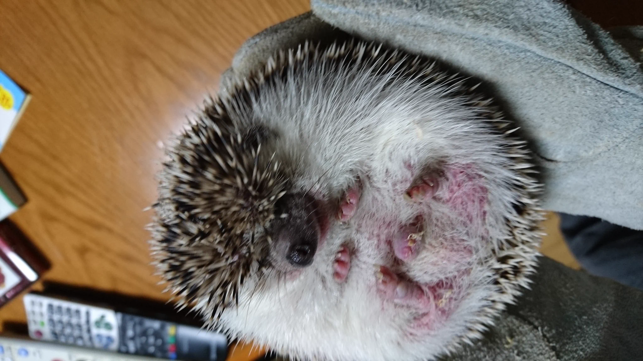 @popoyo_pyn @kawami_nami では多少ですが、我が家で飼っていた子を……(*´ω｀*) 