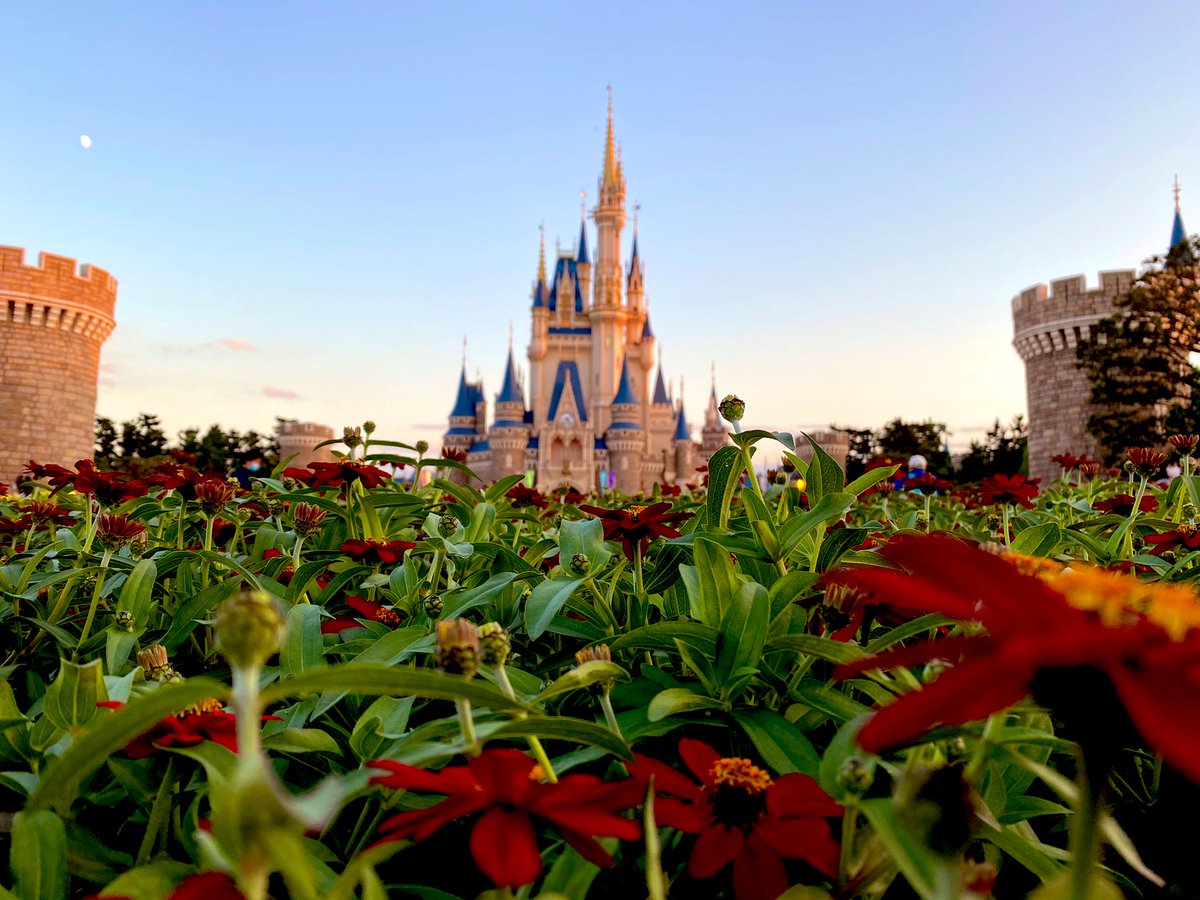 Dキチ Disney垢 Dkichi Disney Twitter