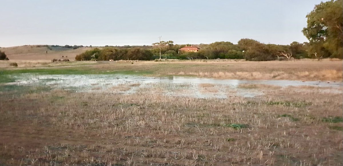 PhoebeRoyce's tweet photo. We have a river! Levy banks? Not so much... Keeping a close eye on those flood waters as they creep through our paddocks &amp; closer to the house 👀 https://t.co/M4VRYlhUyl