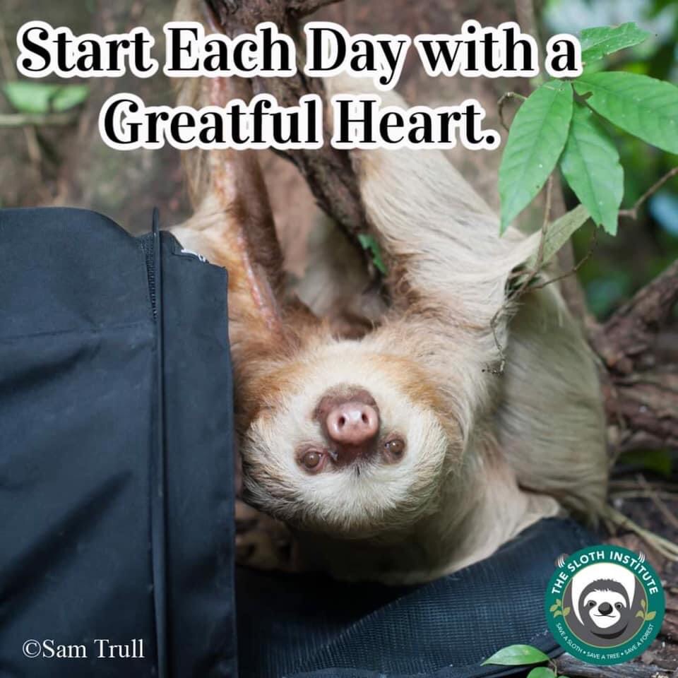 slothinstitute's tweet image. Happy Sunday Sloth Lovers! 😃💟🐽 

#HelpSloth #WeekendVibes #HappySunday #Sunday #Sloth #Smile #Happy #Slothlove #Notapet #Borntobewild #Nonprofit #CostaRica #Puravida #Saynotoslothselfies