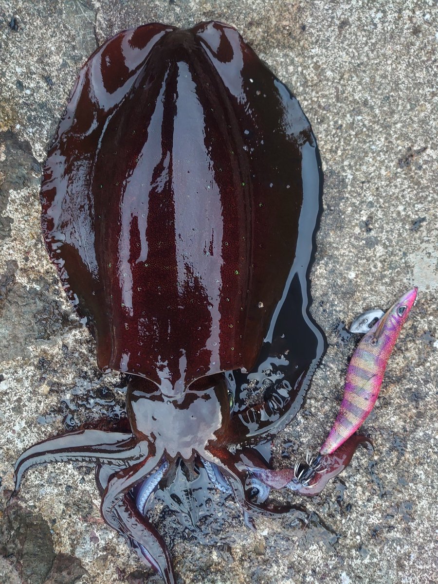 モナ 久しぶりの朝エギング 長潮は魚釣れないと言いますが イカ釣りにはあまり関係無いように思います 600g1匹 400g2匹 300g1匹でした 今日は すべてクリックスの桜島ピンク4号で釣りました エギング アオリイカ