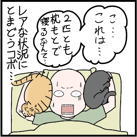 こんなんになったら焦りますよねぇ?w#ニャンコ  #まんが #マンガ #4コマ漫画 #四コマ漫画 #猫  #ねこ #猫あるある #猫漫画 #ペット #飼い主 #エッセイ漫画 #キャット #ねこのいる生活 #猫ばか 