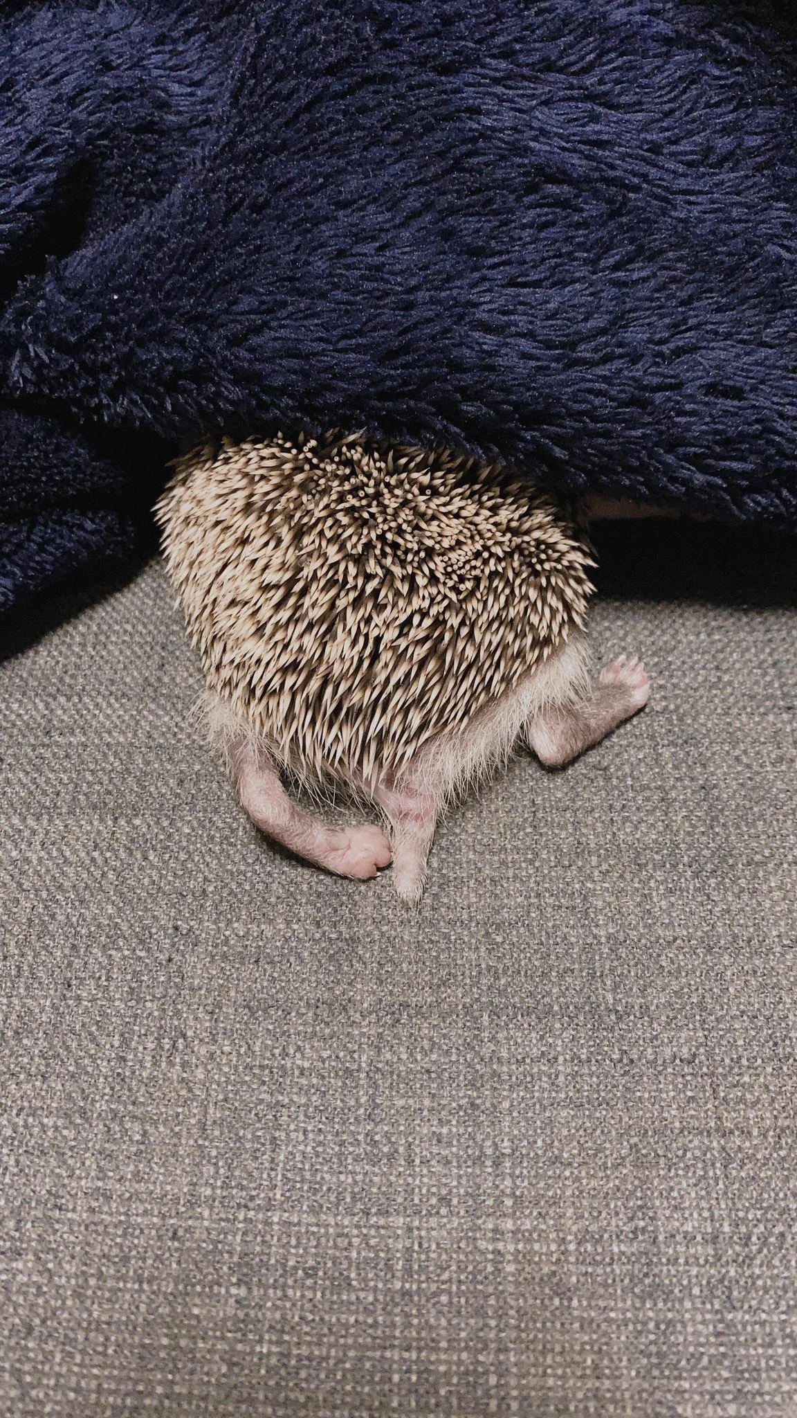 @popoyo_pyn おそらくこれに近いとおもいますので、ちょっとあったかくなってきたので我が家のたわしずみおいておきます🦔 