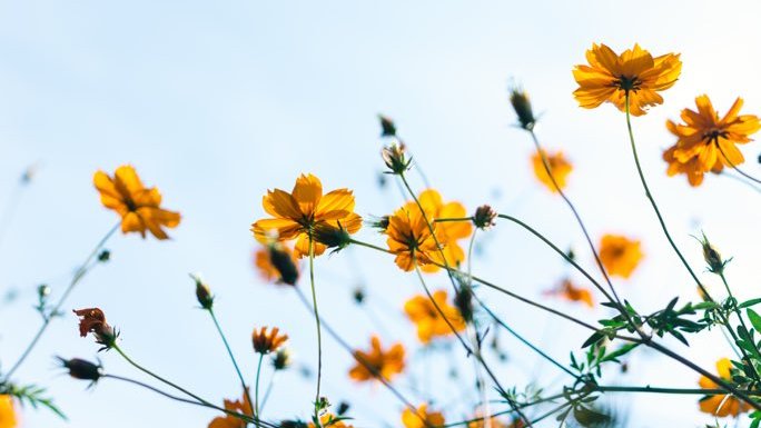 CShopuuu_c's tweet image. 