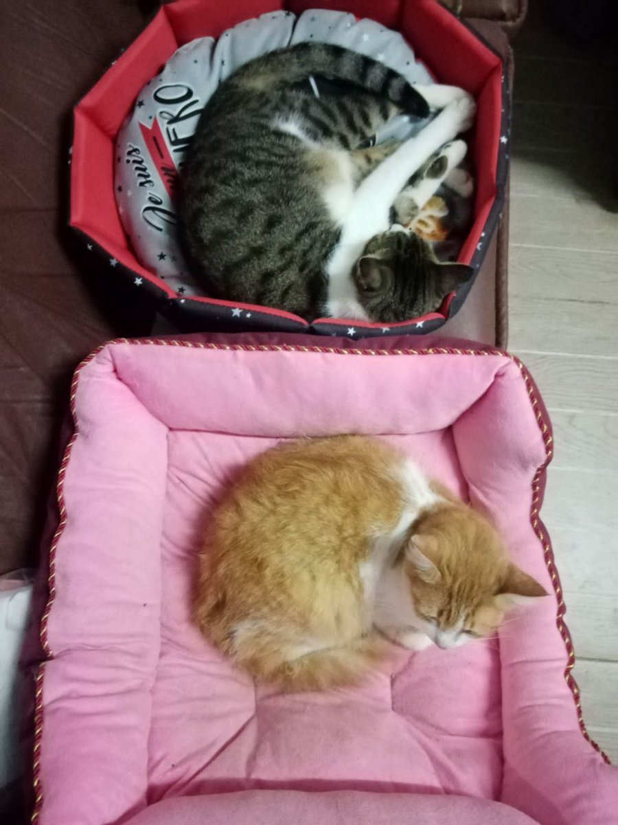 ManishaAnisia's tweet photo. Kitty nap in cat bed. Sheegwa, the boy (Grey and white) and Audrey, the girl (Red and white) https://t.co/5EyF5M6L0B
