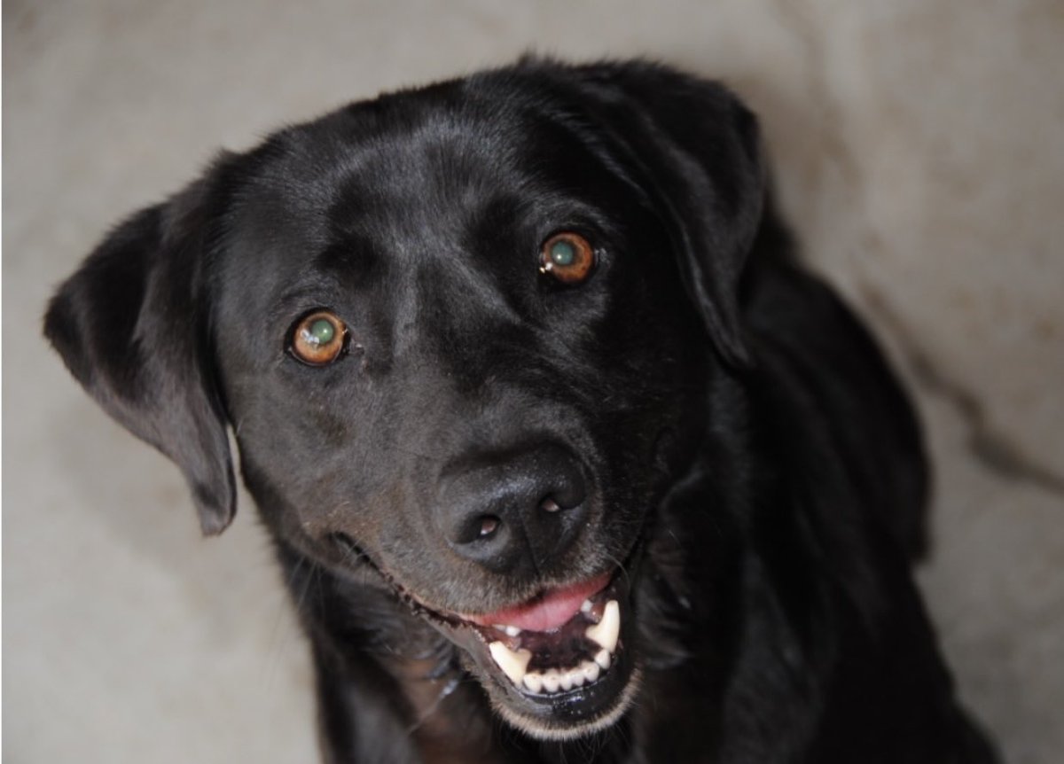 WAPoliceCanine tweet media