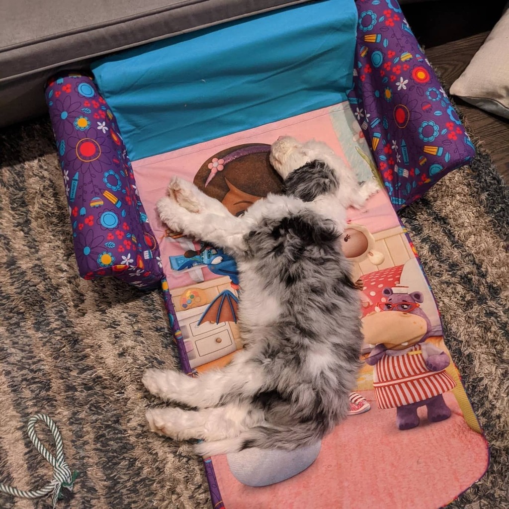 mamasmoney's tweet photo. Who needs a dog bed when you have a couch bed!
.
.
#disney #docmcstuffins #sheepdoodle #sheepdog #sheepadoodle #doodle #pup #puppy #dogbed #dog #sleepypuppy #sleep https://t.co/7ymAgecAJZ https://t.co/Q3J70PyLhv