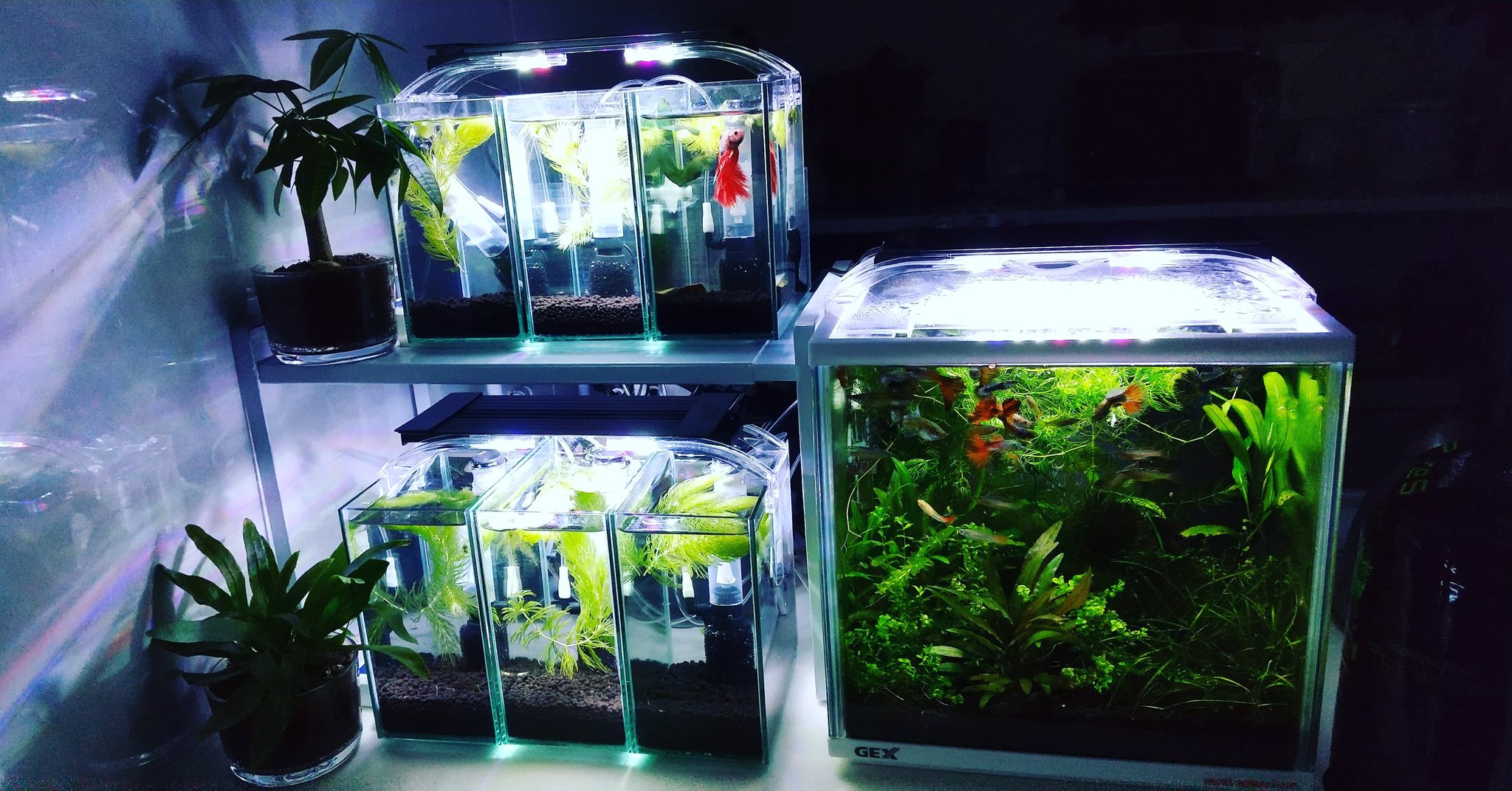 Moti Aquarium こんにちは ベタマンションほぼ完成 赤のベタさんは 3号室に引っ越ししました ベタ稚魚は 引っ越し準備中 アクアリウム ベタ ベタマンション ベタ水槽 T Co 6tu7t0hfxv Twitter