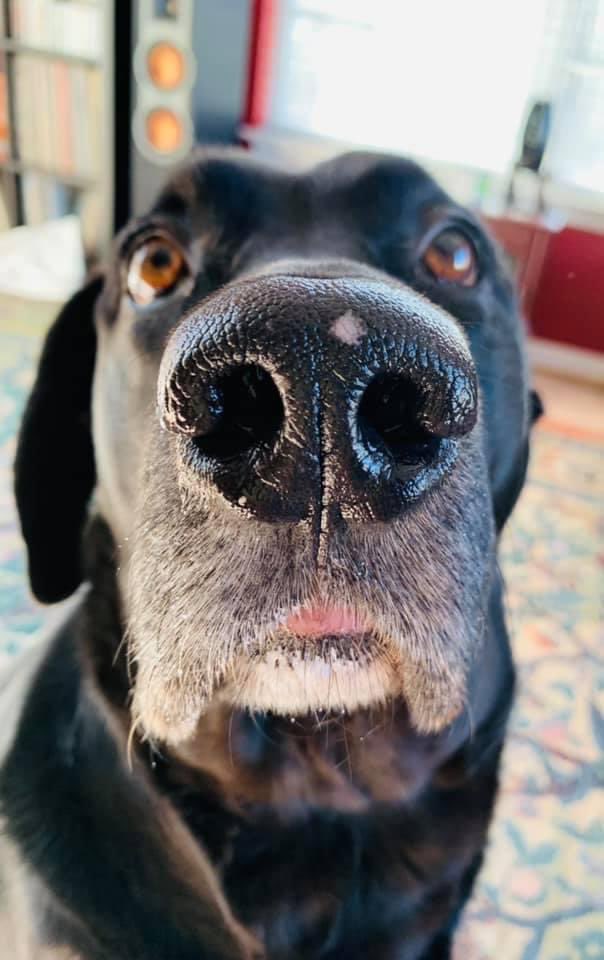OrionTheLab's tweet photo. Pals, I am not ok. Mama told me I had to have a bath and this was my reaction.  🚫🛁 https://t.co/Ju6wgL6hMm