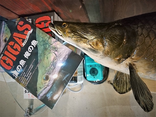 アクアショップしなの 全長110センチのピラルク剥製が出来上がりました 当店のお馴染みフォロワーさんよりご依頼の魚になります いつも以上に素晴らしい出来上がりとなりました ピラルク 魚類剥製 熱帯魚ハクセイ アクアショップしなの