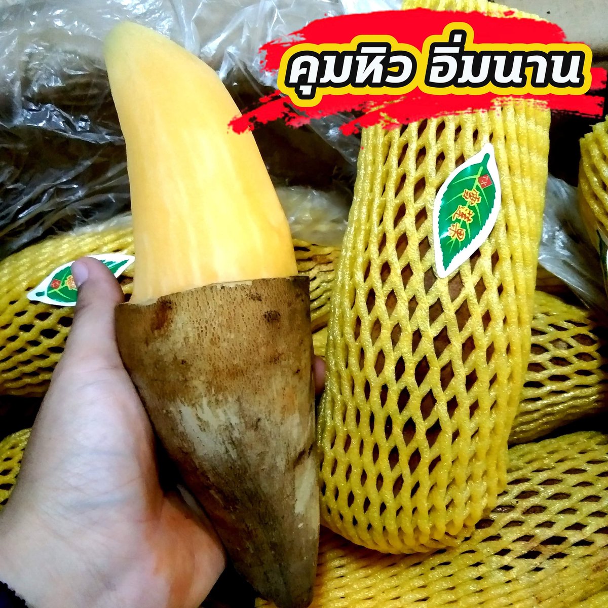 Shopkun's tweet image. บัวหิมะสด หวาน กรอบ อร่อย ดีต่อสุขภาพ นำเข้าจากประเทศจีน #สี่ปีแล้วไหมไบร์ทมิวซ์ #จบภารกิจนุชอาสาขึ้นดอยปี2 #prem_space #อร่อยไปแดก lazada.co.th/shop/little-s-…