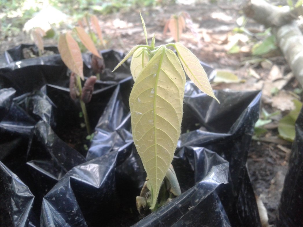 MCM16A's tweet photo. Impulsando la produccion de plántulas de cacao. El #MCM16A ha venido hablando con la población de la importancia del cacao, fruto con el cual se elabora el chocolate, y explicandoles a las personas del potencial con el que contamos en el Municipio Bolivar para su producción. https://t.co/EzUnAZFIai