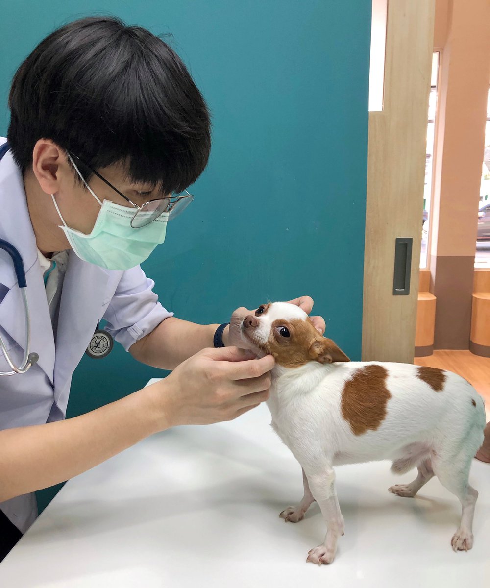 เห็นกล้องเป็นไม่ได้เลยนะ 🐶