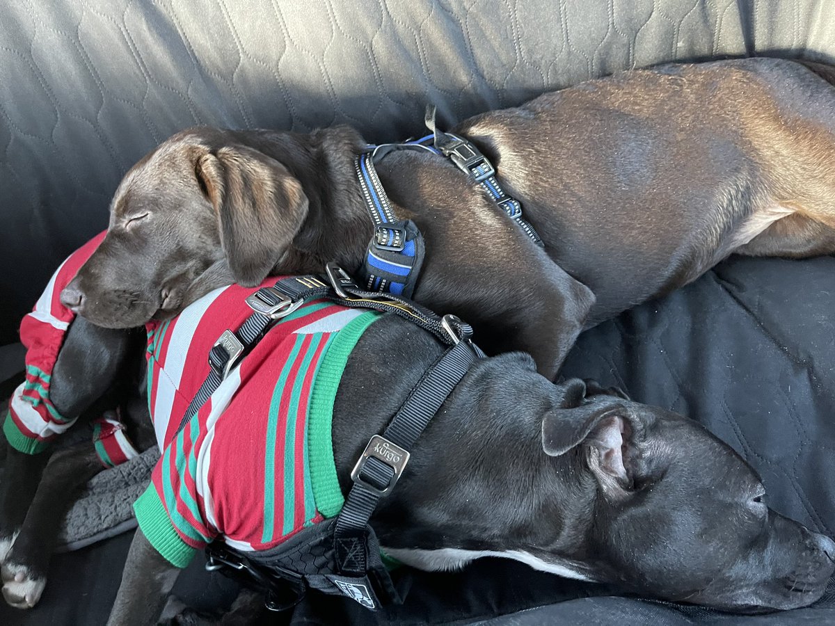 nerdiosity's tweet image. Sunday afternoon drive...err...nap. #RubySunshine #chocolab