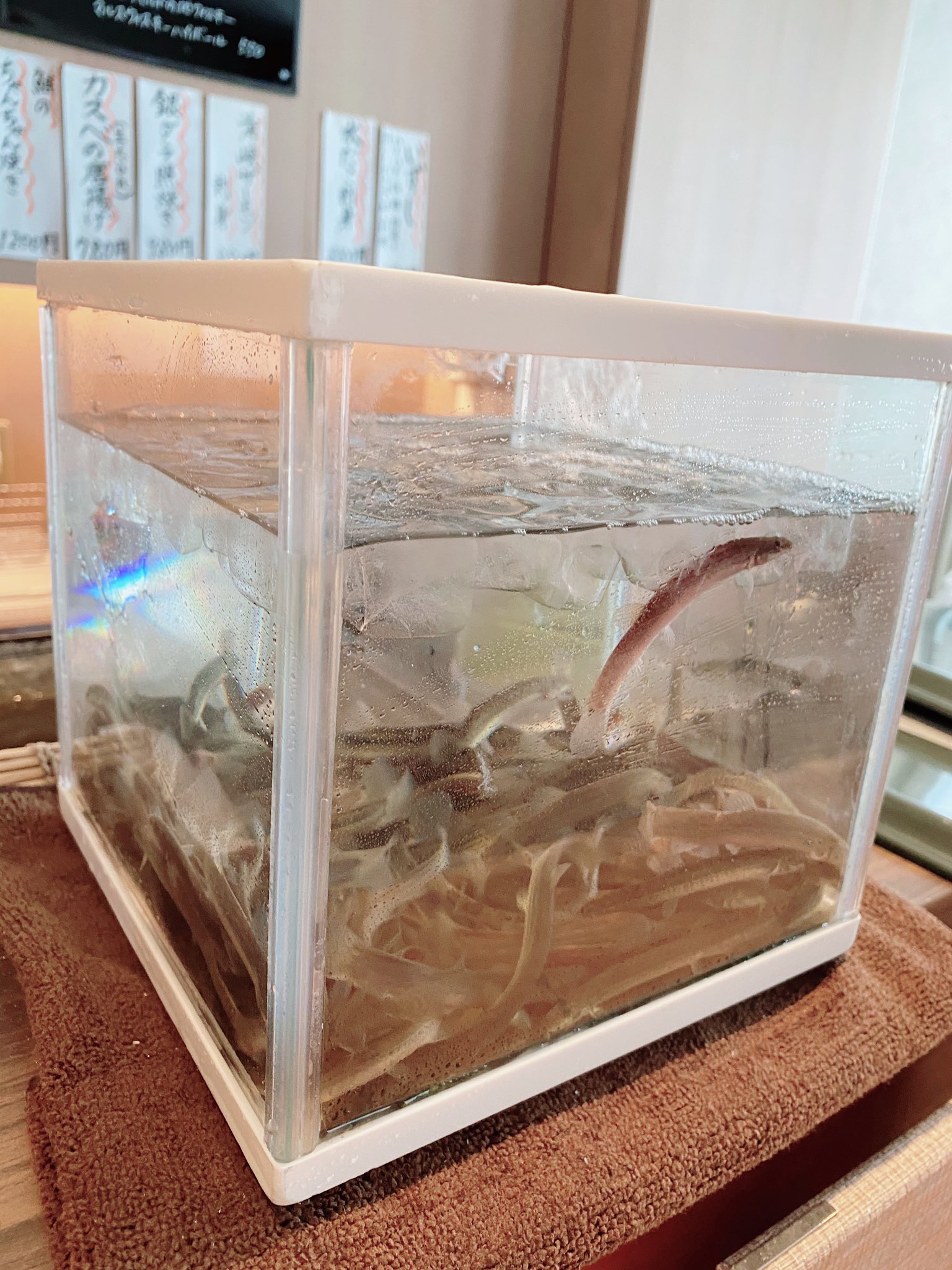 旬菜旬肴 和のか 久しぶりにどじょうを入荷してみました 和のか定番メニューの唐揚げでどうぞ 本日も16時オープンです 時短営業は21日まで延長です 今週もよろしくお願い致します 和のか 旬菜旬肴和のか 海鮮 鮮魚 千葉和食 裏千葉 どじょうの唐揚げ