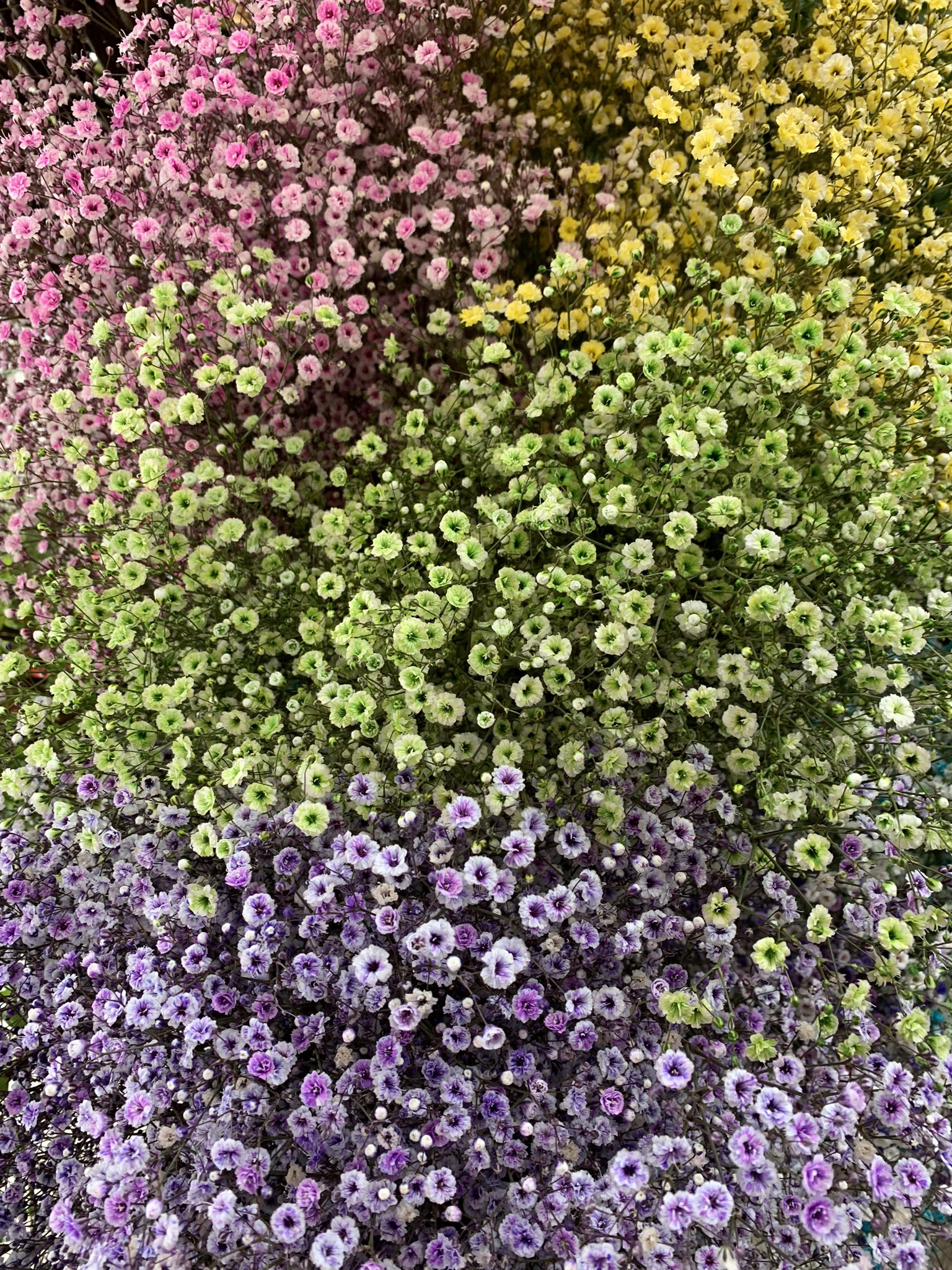 熊谷 花長 色付かすみ草 再入荷しました ドライフラワーにおすすめです かすみ草 ピンクかすみ草 黄色かすみ草 緑色かすみ草 紫色かすみ草 T Co Psjx50vkcg Twitter