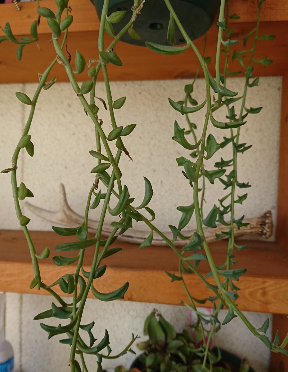 ドルフィンネックレス